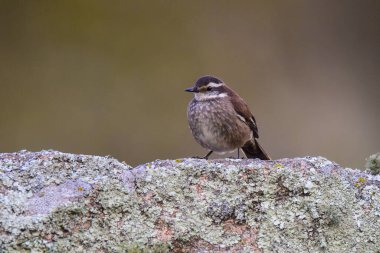 Quebrada del Condorito Ulusal Parkı, Cordoba Eyaleti, Arjantin 'de bulunan Olrog' s Cinclodes olrogi, Endemic türleri.