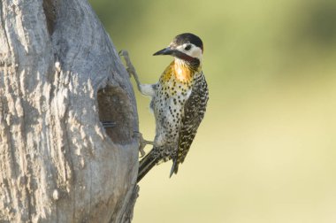 Green barred Woodpecker nesting in forest environment,  La Pampa province, Patagonia, Argentina. clipart