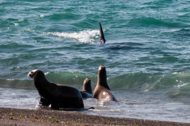 Orca, hunting a sea lion pup, in Patagonia coast,  Peninsula Valdes, Patagonia Argentina. clipart