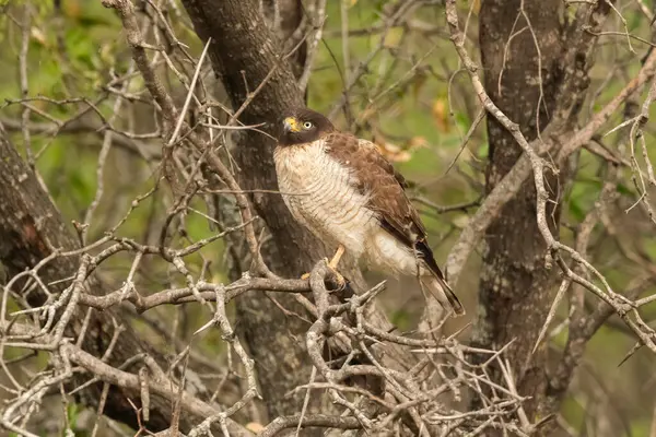 stock image Roadside hawk  perched ,Rupornis magnirostris, La Pampa Province, Patagonia, Argentina.