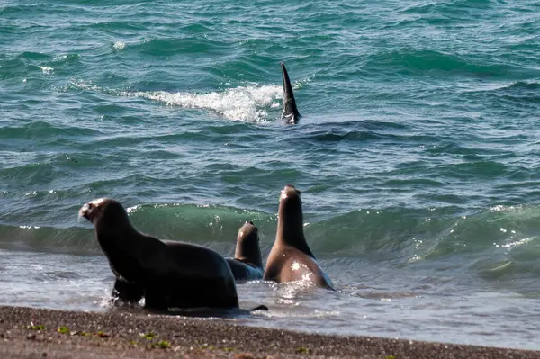 stock image Orca, hunting a sea lion pup, in Patagonia coast,  Peninsula Valdes, Patagonia Argentina.