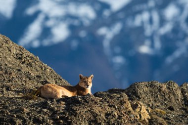 Puma dağ çevresinde dinleniyor, Torres del Paine Ulusal Parkı, Patagonya, Şili.