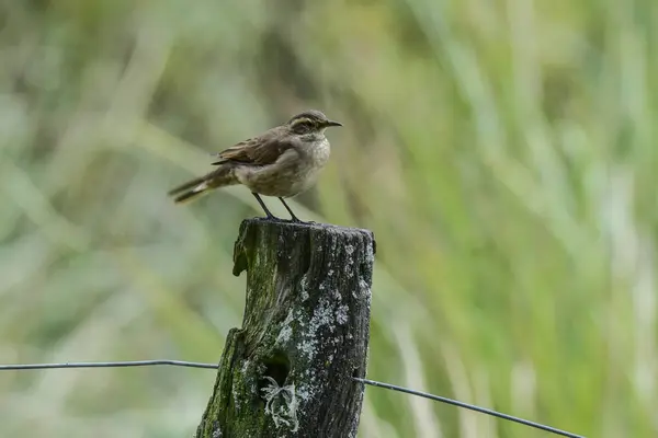 stock image Olrog's cinclodes, Cinclodes olrogi, Endemic species , in Quebrada del Condorito National Park, Cordoba Province, Argentina.