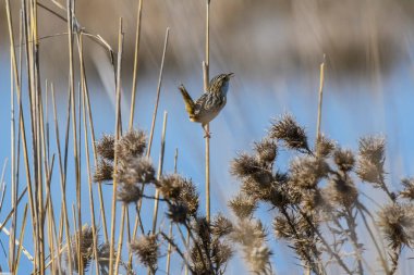 Çimen Wren, Pampas çayırlarında, La Pampa Eyaleti, Patagonya, Arjantin.