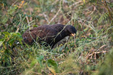 Brezilya, Pantanal Ormanı 'ndaki büyük kara şahin. (Buteogallus urubitinga)