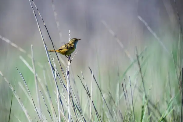 stock image Grass Wren, in Pampas grassland environment, La Pampa Province, Patagonia, Argentina.