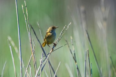 Çimen Wren, Pampas çayırlarında, La Pampa Eyaleti, Patagonya, Arjantin.