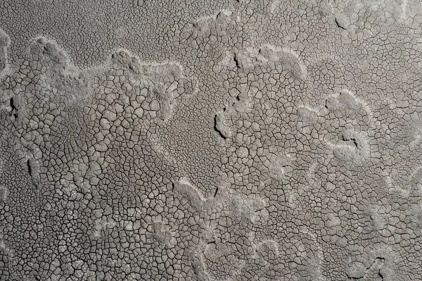 stock image Dry saline lagoon environment, La Pampa Province, Patagonia, Argentina.