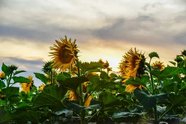 stock image Sunflower cultivation in Argentine Countryside, La Pampa Province, Patagonia, Argentina.