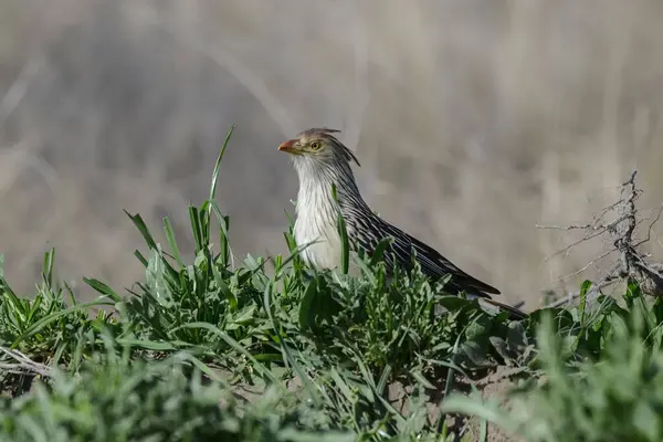 stock image Guira Cuckoo in Calden Forest environment, La Pampa, Patagonia,  Argentina