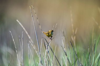 Çimen Wren, Pampas çayırlarında, La Pampa Eyaleti, Patagonya, Arjantin.