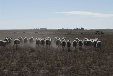 Flock of sheep in rural environment,Patagonia,Argentina clipart