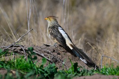 Calden Ormanı 'nda Guira Cuckoo, La Pampa, Patagonya, Arjantin