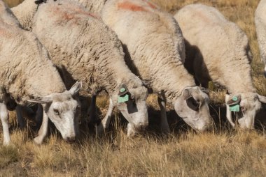 Kırsal kesimde koyun sürüsü, Patagonya, Arjantin