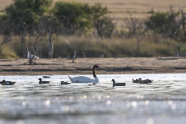 Black necked Swan swimming in a lagoon, La Pampa Province, Patagonia, Argentina. clipart