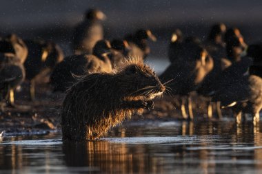 Pampas sulak arazide Coypu, La Pampa Eyaleti, Patagonya, Arjantin.