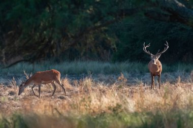Kızıl geyik, Calden Ormanı 'nda kükreyen erkek, La Pampa Eyaleti, Parque Luro, Doğa Rezervi, Arjantin.