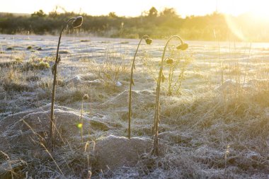 Soğuk bir sabahta çimlerde buz, La Pampa Eyaleti, Patagonya, Arjantin.