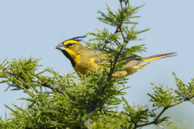 Calden Ormanı 'nda Sarı Kardinal, La Pampa, Arjantin' de nesli tükenmekte olan türler.