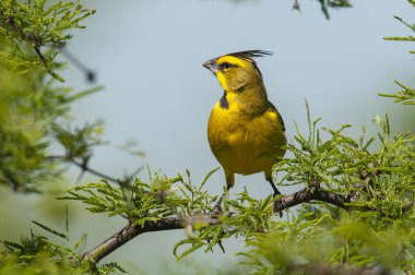 Calden Ormanı 'nda Sarı Kardinal, La Pampa, Arjantin' de nesli tükenmekte olan türler.