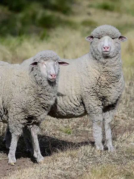 stock image Flock of sheep in rural environment,Patagonia,Argentina