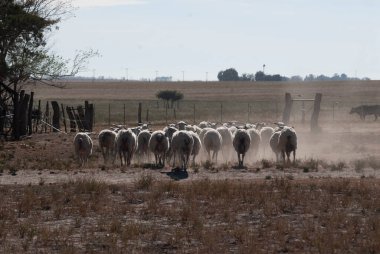 Kırsal kesimde koyun yetiştiriciliği, Patagonya, Arjantin