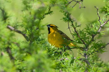 Yellow Cardinal in Calden Forest environment, Endangered species in La Pampa, Argentina clipart