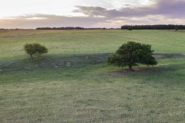 Pampas Kırsal Arazi, La Pampa Eyaleti, Patagonya, Arjantin.