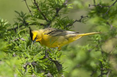 Yellow Cardinal in Calden Forest environment, Endangered species in La Pampa, Argentina clipart