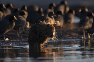 Pampas sulak arazide Coypu, La Pampa Eyaleti, Patagonya, Arjantin.