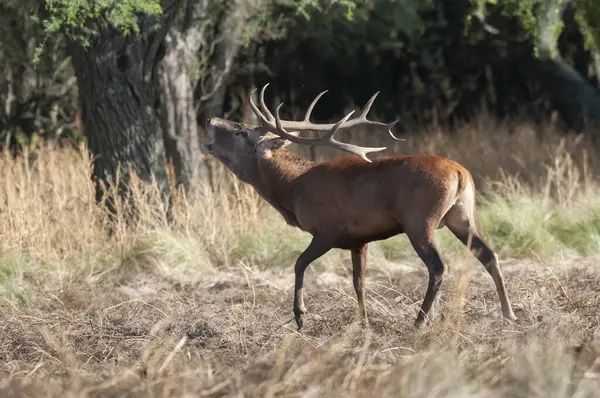 stock image Red deer, Male roaring in Calden Forest environment, La Pampa Province,  Parque Luro, Nature Reserve, Argentina.