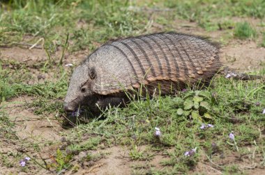 Kıllı Armadillo, çöl ortamında, Valdes Yarımadası, Patagonya, Arjantin