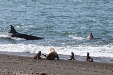 Katil Balina, Orcinus Orca, bir deniz aslanı avlıyor, Chubut Bölgesi, Yarımada Valdes, Patagonya Arjantin.