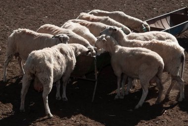 Flock of sheep in rural environment,Patagonia,Argentina clipart