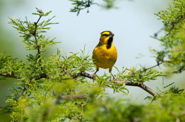 Yellow Cardinal in Calden Forest environment, Endangered species in La Pampa, Argentina clipart