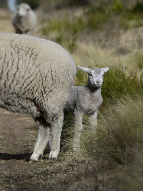 Mother and baby sheep in rural environment,Patagonia,Argentina. clipart