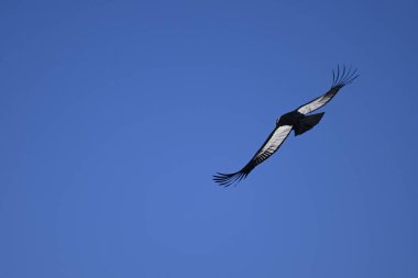 And Akbabaları uçuşta, Lago La Plata, Huente Co, Chubut Eyaleti, Patagonya, Arjantin.
