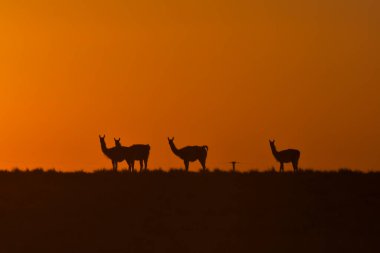 Gün batımında Guanacos, Lihue Calel Ulusal Parkı, La Pampa, Arjantin