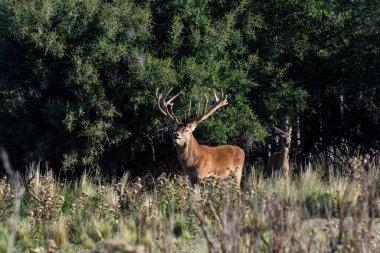 Kızıl geyik, Calden Ormanı Erkek Ormanı, La Pampa Eyaleti, Parque Luro, Doğa Rezervi, Arjantin.