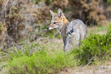 Patagonia Grey fox in , Peninsula Valdes nature Park, Chubut Province, Patagonia, Argentina. clipart