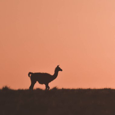 Guanacos at sunset, Lihue Calel National Park,  La Pampa, Argentina clipart