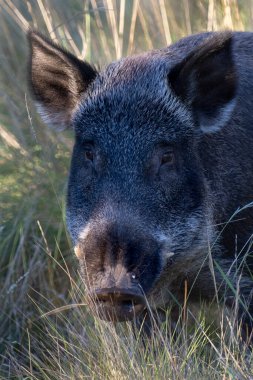 Pampas 'ta yabandomuzu otlağı, La Pampa ili, Patagonya, Arjantin.
