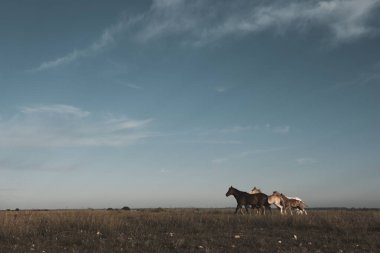 Gün batımında at silueti, kırsal bölgede, La Pampa, Argenti