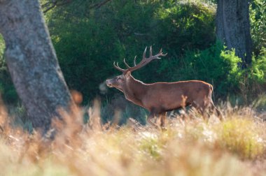 Kızıl geyik, Calden Ormanı 'nda kükreyen erkek, La Pampa Eyaleti, Parque Luro, Doğa Rezervi, Arjantin.