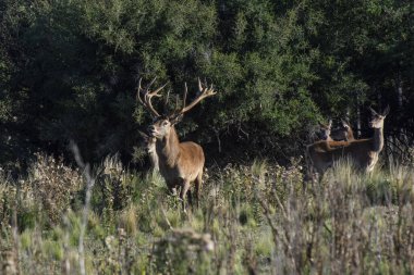 Kızıl geyik, Calden Ormanı Erkek Ormanı, La Pampa Eyaleti, Parque Luro, Doğa Rezervi, Arjantin.
