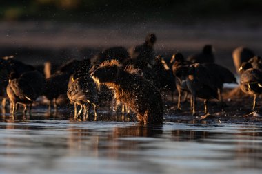 Coypu in pampas wetland environment, La Pampa Province, Patagonia , Argentina. clipart