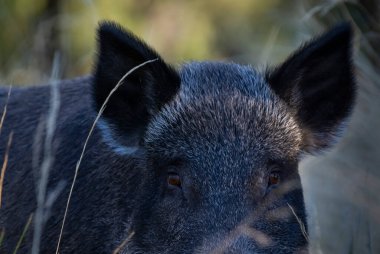 Wild boar in Pampas grass environment, La Pampa province, Patagonia, Argentina. clipart