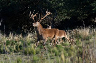 Kızıl geyik, Calden Ormanı Erkek Ormanı, La Pampa Eyaleti, Parque Luro, Doğa Rezervi, Arjantin.