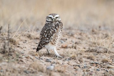 Burrowing Owl perched, La Pampa Province, Patagonia, Argentina. clipart