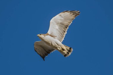 Kızıl sırtlı Şahin, Değişken Şahin (Buteo polyosoma) Juvenil